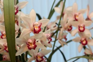 Orchidées 002 [1600x1200]
